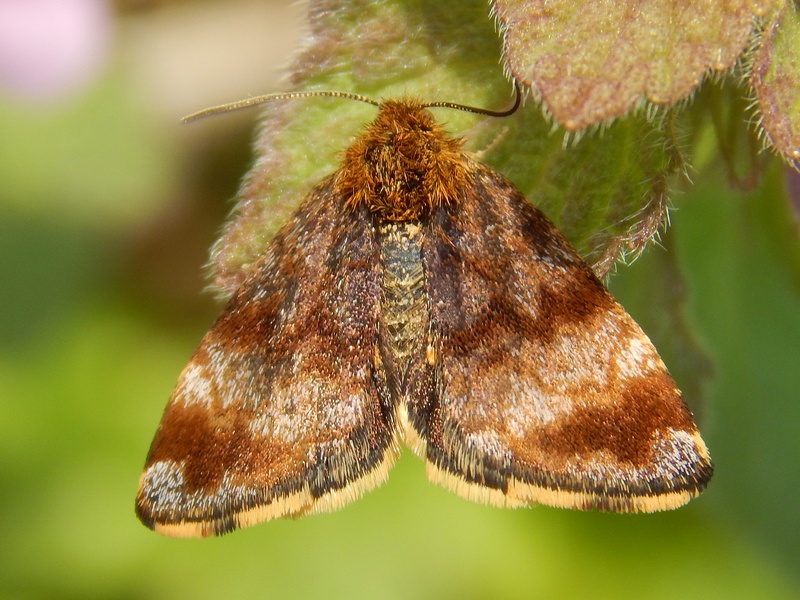 Panemeria tenebrata